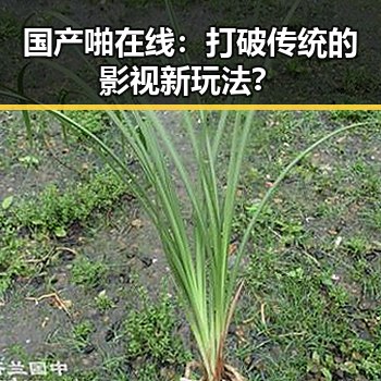 国产啪在线：打破传统的影视新玩法？